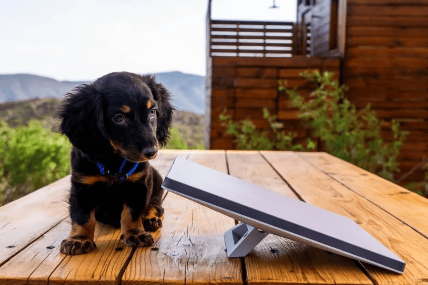 starlink mini y perrito